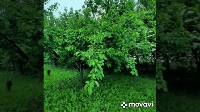 Дачные деревья смотреть онлайн