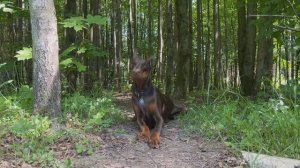 С Доберманом в лесу. With a doberman in the forest.