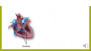 Строение сердца