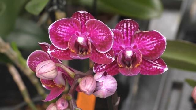 Orchideen-Ausstellung, Palmengarten Frankfurt, März 2018 смотреть онлайн