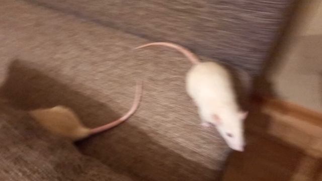 крыски гуляют смотреть онлайн