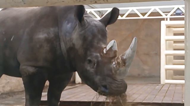 Первый выход носорога к посетителям зоопарка, Ростов смотреть онлайн
