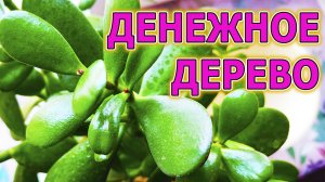 ДЕНЕЖНОЕ ДЕРЕВО СОВЕТЫ ПО ПОСАДКЕ УХОДУ И ВЫРАЩИВАНИЮ. КАК ВЫРАЩИВАТЬ ТОЛСТЯНКУ, КРАССУЛУ.