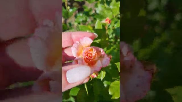 НАЧАЛО ЦВЕТЕНИЯ РОЗ АЛАБАСТЕР, КАНТРИ ГЕРЛ, ЛЕДИ ГАМИЛЬТОН И ДР.