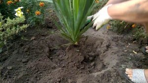 ЮККА. Как правильно пересадить юкку How to properly transplant a yucca.Yucca richtig transplantiert