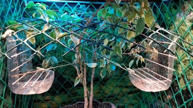 Йеменские хамелеоны едят фруктовую муху дрозофилу Хидеи смотреть онлайн