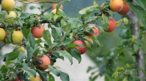 Осеннее настроение Щедрая  осень Красивое видео про осень