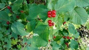 Осторожно! Яд! Жимолость лесная или волчья ягода.