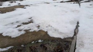 Ель, стриженная форма в виде шара