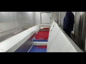 Первый пуск морозильного IQF туннеля с брусникой