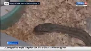 Как себя вести при встрече со змеей