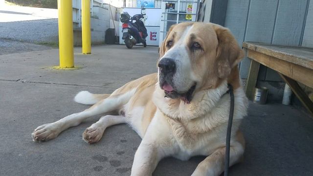 BATIR HAN Turkmen Alabai смотреть онлайн