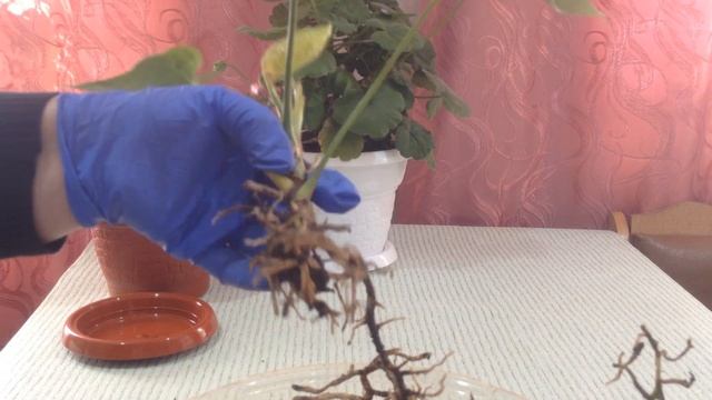 Антуриум. Деление корней. Пересадка. смотреть онлайн