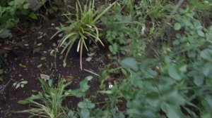 Новый цветник с розами.Что посадила в компаньоны к розам.