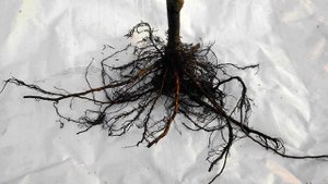 Где прививка у саженцев На какую глубину сажать