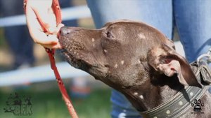 Pitbull-show Golden Cup 2018, питбуль-шоу 2018 в Москве