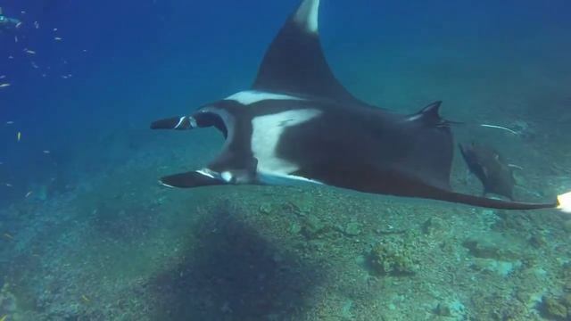 Manta.Симиланские острова.Тай. Safari 2016. смотреть онлайн
