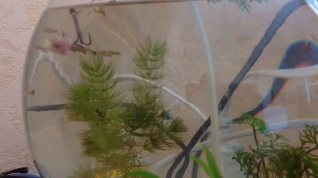 Чем кормить гуппи. Мясо смотреть онлайн