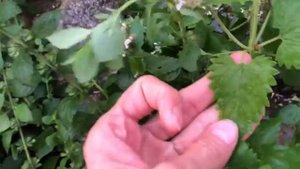 Показываю отличия МЕЛИССЫ от КОТОВНИКА