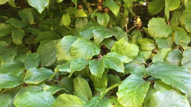 Persian ironwood (Parrotia persica) - leaves - July 2018 смотреть онлайн