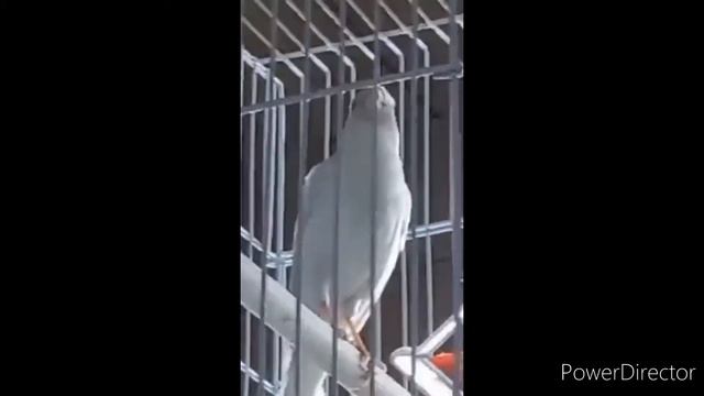 пение канарейки !! канарейка ок нар . смотреть онлайн