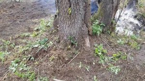 Очистка участка от пней, в каком порядке и как лучше делать