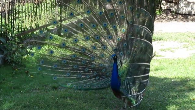 Рижский зоопарк 2011. смотреть онлайн