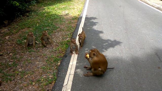 Гора обезьян Тайланд пхукет смотреть онлайн