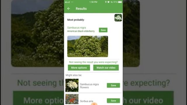 PlantSnap identifies an American black elderberry (Sambucus nigra)