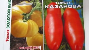 Томаты высокорослые.ЗОЛОТОЙ БЫК И КАЗАНОВА.Сладкие и урожайные.