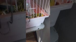 Мой попугай умирает