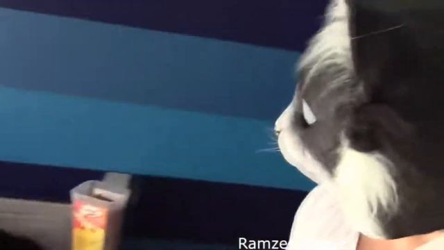 Коты испугались маски кота