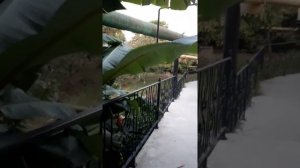 Сочи Гостевой дом София на Медовой