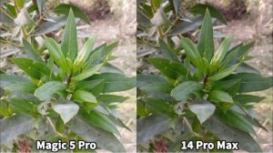 Honor Magic 5 Pro Vs iPhone 14 Pro Max Camera Comparison