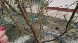 У каких роз можно горизонталить побеги ???Как  горизонталить побеги ?