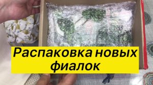 Сезонное обострение: новый заказ миниатюрных фиалок и трейлеров
