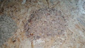 КРОЛИКИ ?ГРЕБУТ ЗЕРНО???!! А КАК КОРМИТЬ ЧТО БЫ НЕ ВЫГРЕБАЛИ?????