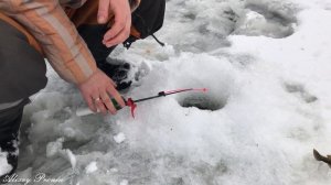 Ловля ротана на маленьком болоте. Зимняя рыбалка на ротана