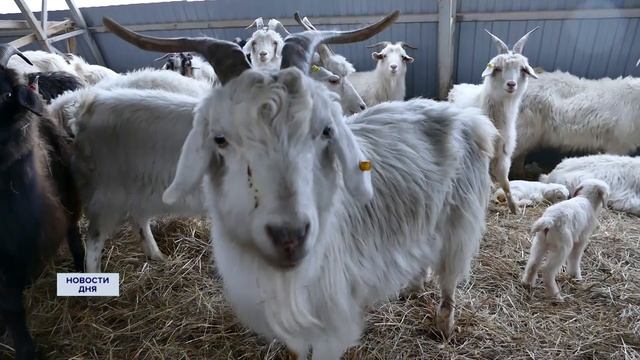 Сохранить пуховязальный промысел в Оренбуржье.