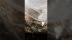 Детки Лилии ставлю на хранение в мхе сфагнум (эксперимент)