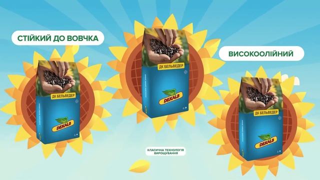 Бельведер - новий гібрид соняшника від DEKALB® смотреть онлайн