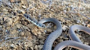 Оливковый полоз (Platyceps najadum). 8 ноября 2023