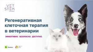 Регенеративная клеточная терапия в ветеринарии