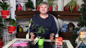 Выращиваем чай дома  ? Как посадить вкусный чай ?