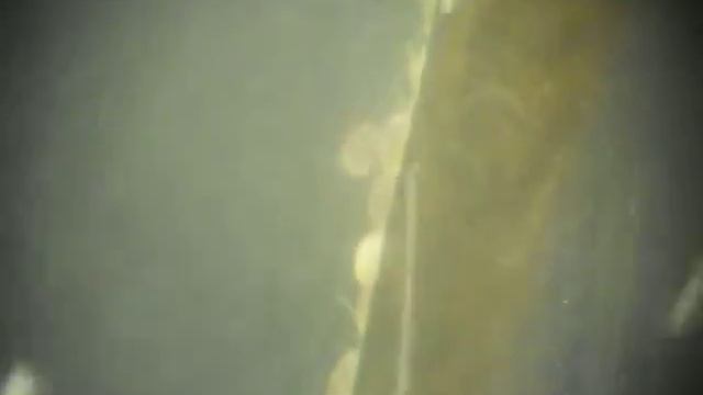 Личинки из икры Скалярии.AVI смотреть онлайн