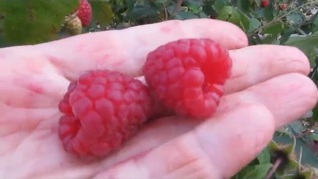 Дельнива - идеально сладкий и плотный сорт ремонтантной малины. Лучший выбор для сладкоежек))) смотреть онлайн