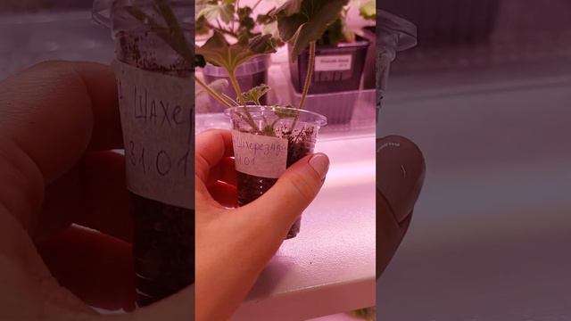 Пеларгонии укоренение дорогих черенков на балконе в январе!!! смотреть онлайн