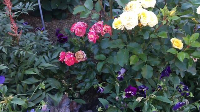 🌹Мои цветочки на конец июля🌹 смотреть онлайн