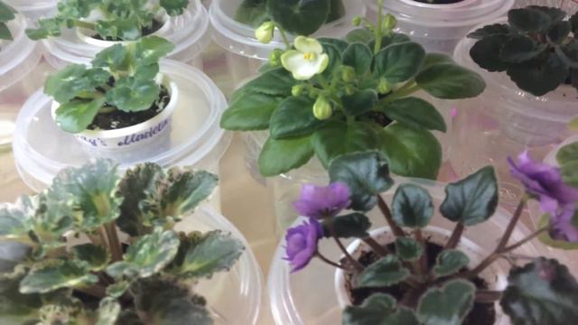 Моя небольшая коллекция мини фиалок смотреть онлайн