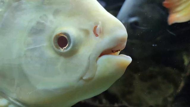 Пираньи в Алуштинском Аквариуме смотреть онлайн